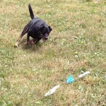 561204_10150968374523364_376416144_n