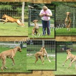 Lure Course 11 5 13-p001